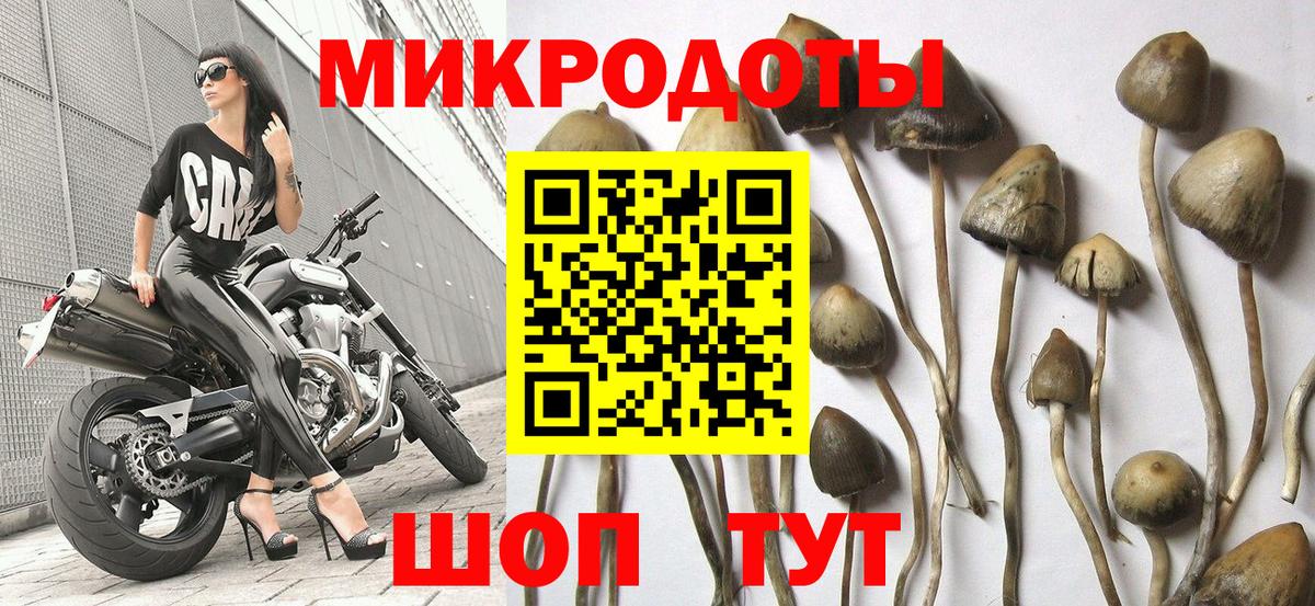 Псилоцибиновые грибы Psilocybine cubensis  Вход с VPN  Нерюнгри  Псилоцибиновые грибы Psilocybe 